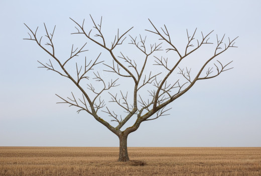 Návod na rez ovocných stromov (2. diel): Ako skracovať výhony pre bohatú úrodu | Blog