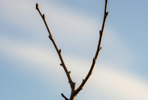 Rez ovocných stromov (3. diel): Povýsadbový, zmladzovací a rez na prevod