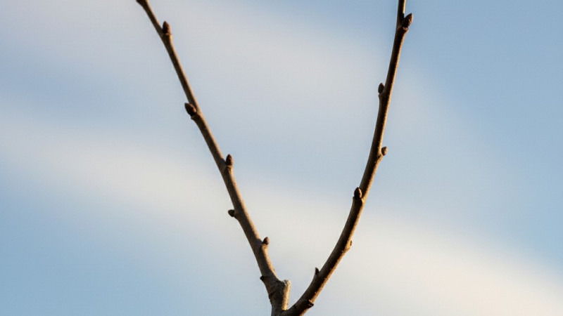 Rez ovocných stromov (3. diel): Povýsadbový, zmladzovací a rez na prevod