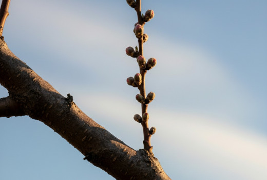 Univerzálny návod na rez ovocných stromov (1. diel): Vyčistenie a presvetlenie | Blog