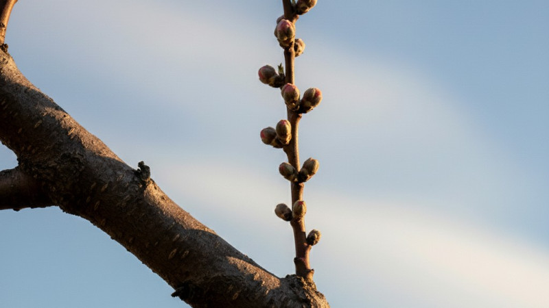 Univerzálny návod na rez ovocných stromov (1. diel): Vyčistenie a presvetlenie | Blog