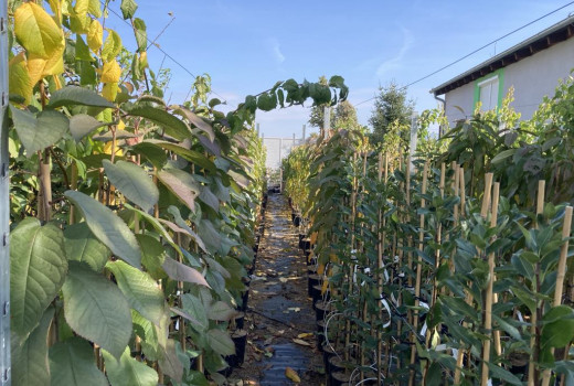 Prečo je síran draselno-horečnatý jesenným kráľom hnojív? (Tajomstvo zloženia 0-0-30)