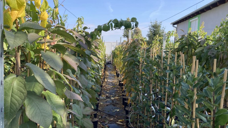 Prečo je síran draselno-horečnatý jesenným kráľom hnojív? (Tajomstvo zloženia 0-0-30)