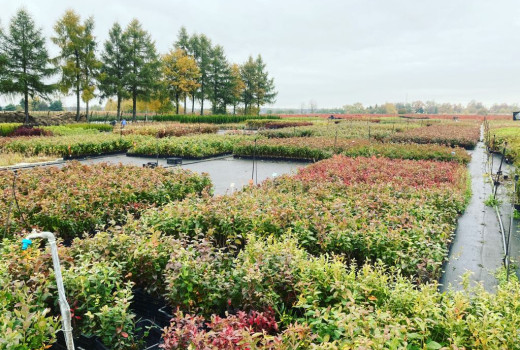 SCDP Bistriţa: 75 rokov inovácií v rumunskom ovocinárstve