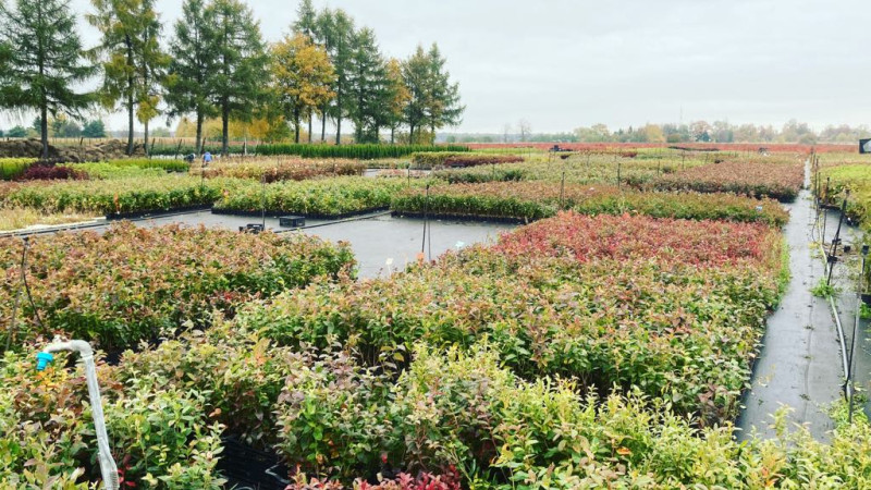 SCDP Bistriţa: 75 rokov inovácií v rumunskom ovocinárstve