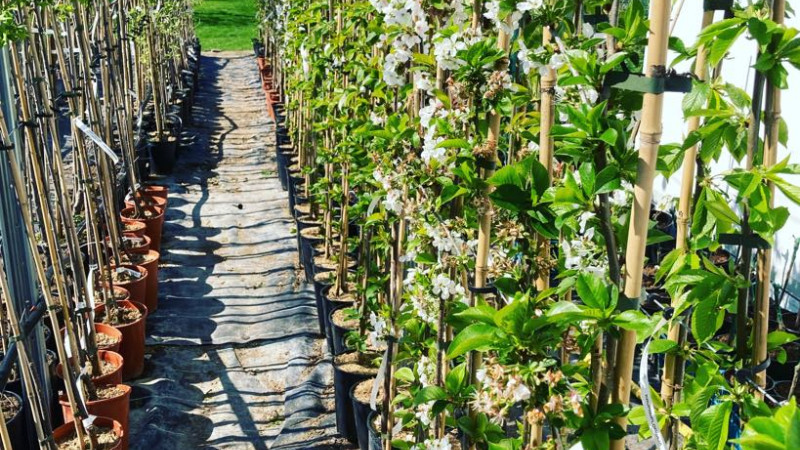 Exkluzívna lotyšská ponuka je tu: Odhaľujeme poklady pre vašu záhradu