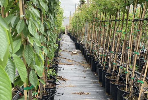 Dôkaz pobaltskej mrazuvzdornosti a rezistencie | Blog