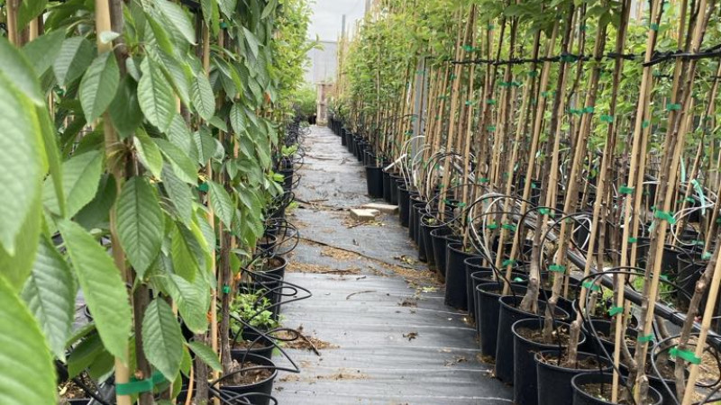 Dôkaz pobaltskej mrazuvzdornosti a rezistencie | Blog