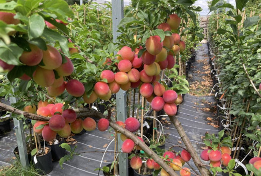 SCDP Constanța: Bašta výskumu marhúľ a broskýň na brehu Čierneho mora