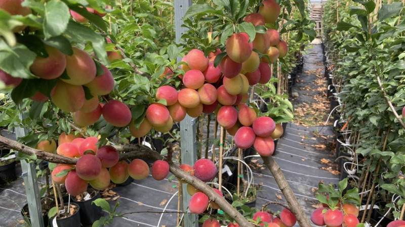 SCDP Constanța: Bašta výskumu marhúľ a broskýň na brehu Čierneho mora