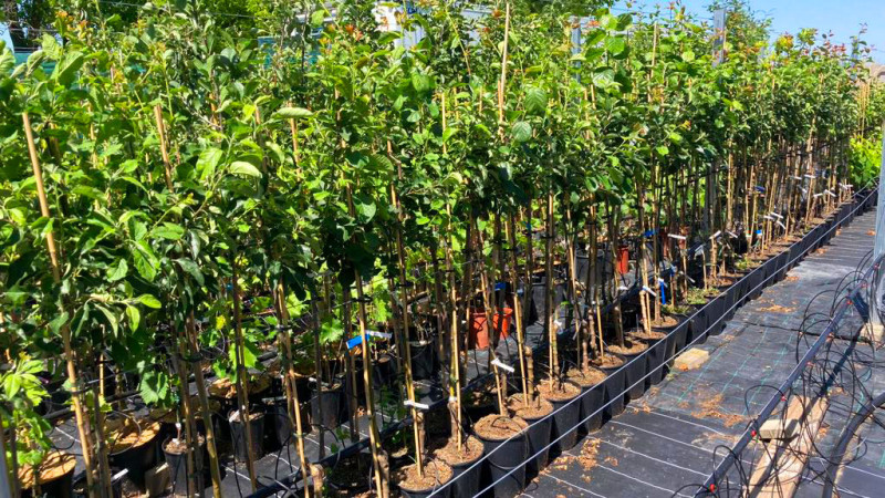 Strážca moldavských sadov: SCDP Iași ako centrum genetických inovácií a čerešňová veľmoc