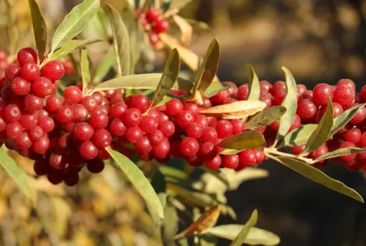 Hlošina okolíkatá Pointilla – Amber, Amoroso, Sweet'n'tart | porovnanie odrôd