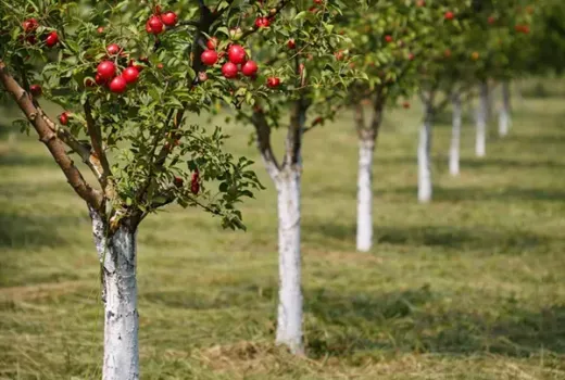 Genetika v súlade s klímou: ako vybrať odrody, ktoré v našich podmienkach naozaj fungujú