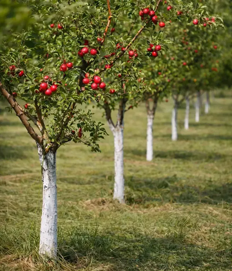 Veľkoobchod Tutifruti