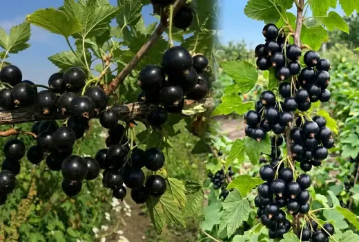 Veľkoplodé čierne ríbezle: 7 odrôd s plodmi až 8 gramov