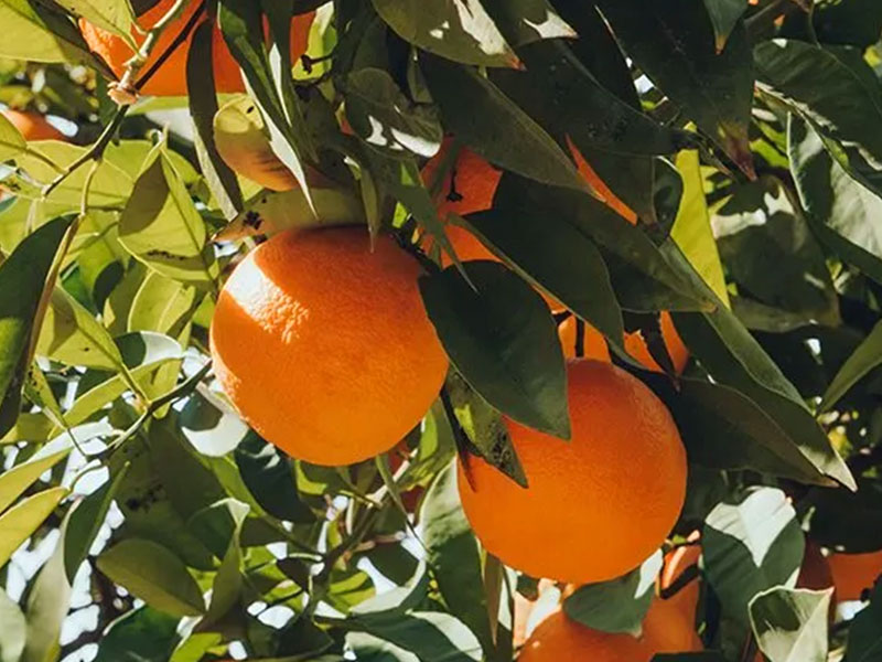Bio Pomarančovník horký (Citrus × aurantium)