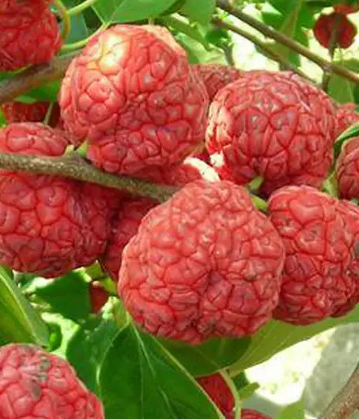 BIO CHE - Kudránia trojlaločná (Cudrania tricuspidata)