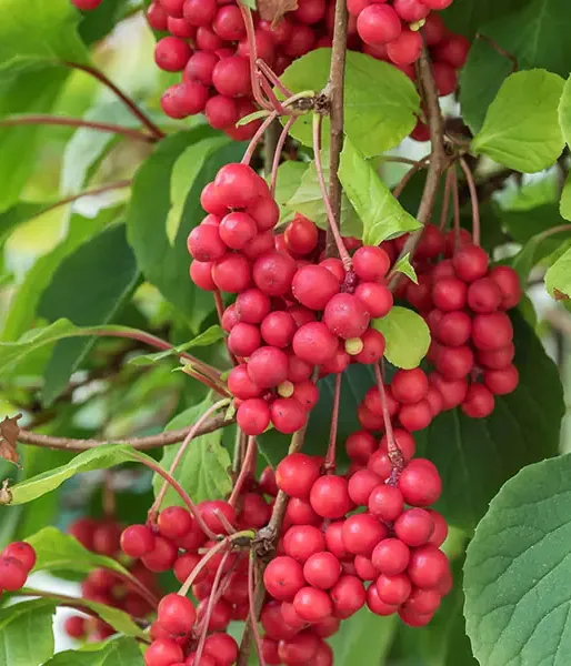 Schisandra chinesis SADOVA  NO1