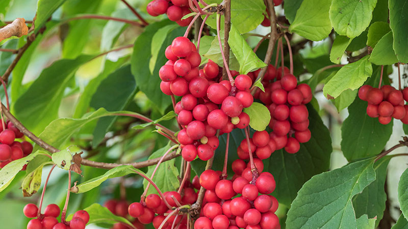 Schisandra (Klanopraška čínska): Účinky, druhy a zdravotné benefity | Kompletný sprievodca