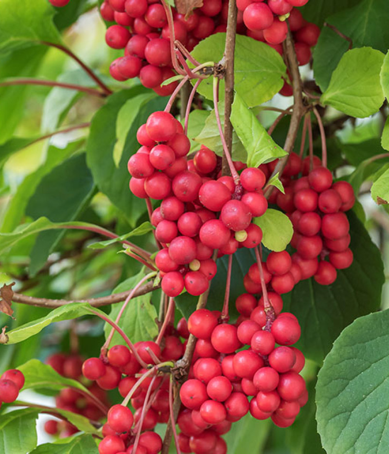 Schisandra chinesis SADOVA  NO1 - Tutifruti SK