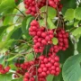 Schisandra chinesis SADOVA  NO1