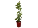 Schisandra chinesis - Tutifruti SK