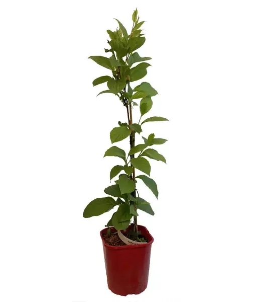 Schisandra chinesis