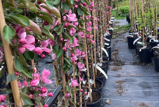 ICDP Pitești-Mărăcineni: Srdce rumunského ovocinárstva