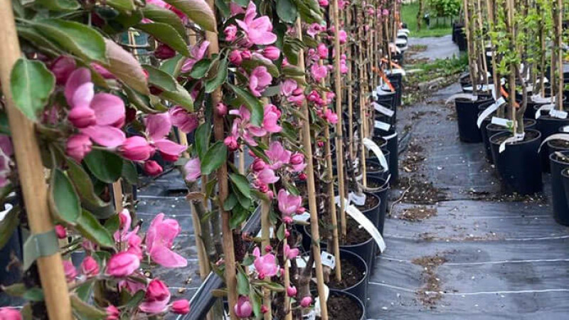 ICDP Pitești-Mărăcineni: Srdce rumunského ovocinárstva