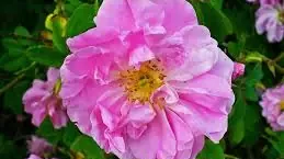 Ruža (Rosa): Sprievodca botanikou a fascinujúcim svetom hybridov (1. časť)