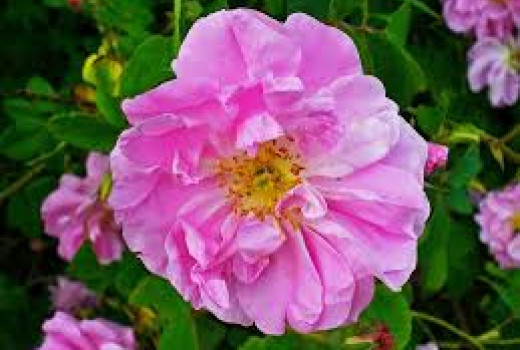 Ruža (Rosa): Sprievodca botanikou a fascinujúcim svetom hybridov (1. časť)