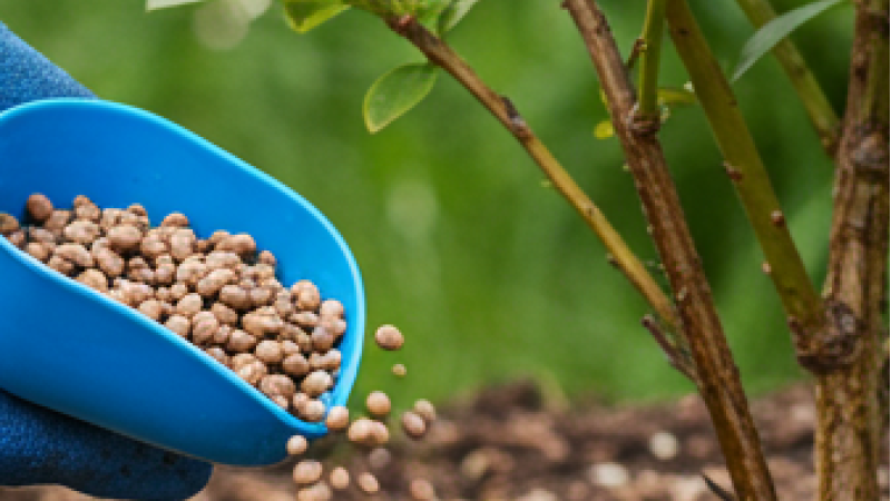 Môj systém hnojenia: Maximálna úroda s minimálnymi nákladmi | Blog