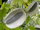 Akébia päťpočetná (Akebia quinata) ALBA - Tutifruti SK