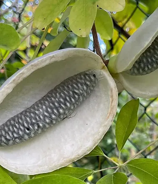 Akebia quinata ALBA