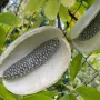 Akébia päťpočetná (Akebia quinata) ALBA