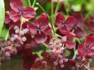 Akébia päťpočetná (Akebia quinata) - Tutifruti SK
