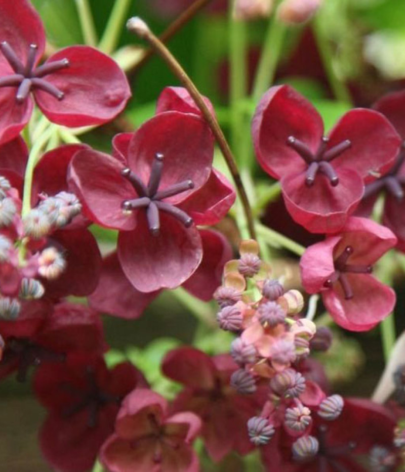 Akébia päťpočetná (Akebia quinata) - Tutifruti SK