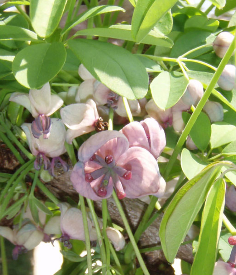 Akébia päťpočetná (Akebia quinata) SILVER BELLS - Tutifruti SK