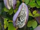 Akébia trojlaločná (Akebia trifoliata) - Tutifruti SK