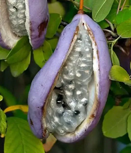 Akebia trifoliata