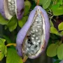 Akebia trifoliata