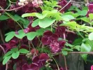 Akébia trojlaločná (Akebia trifoliata) - Tutifruti SK