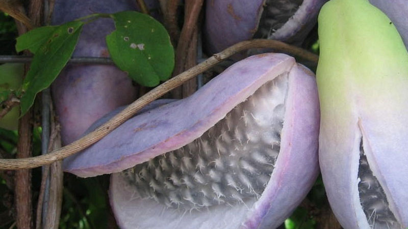 Akébia: Všetko o pestovaní, chuti, zdravotných účinkoch a budúcnosti tejto superplodiny