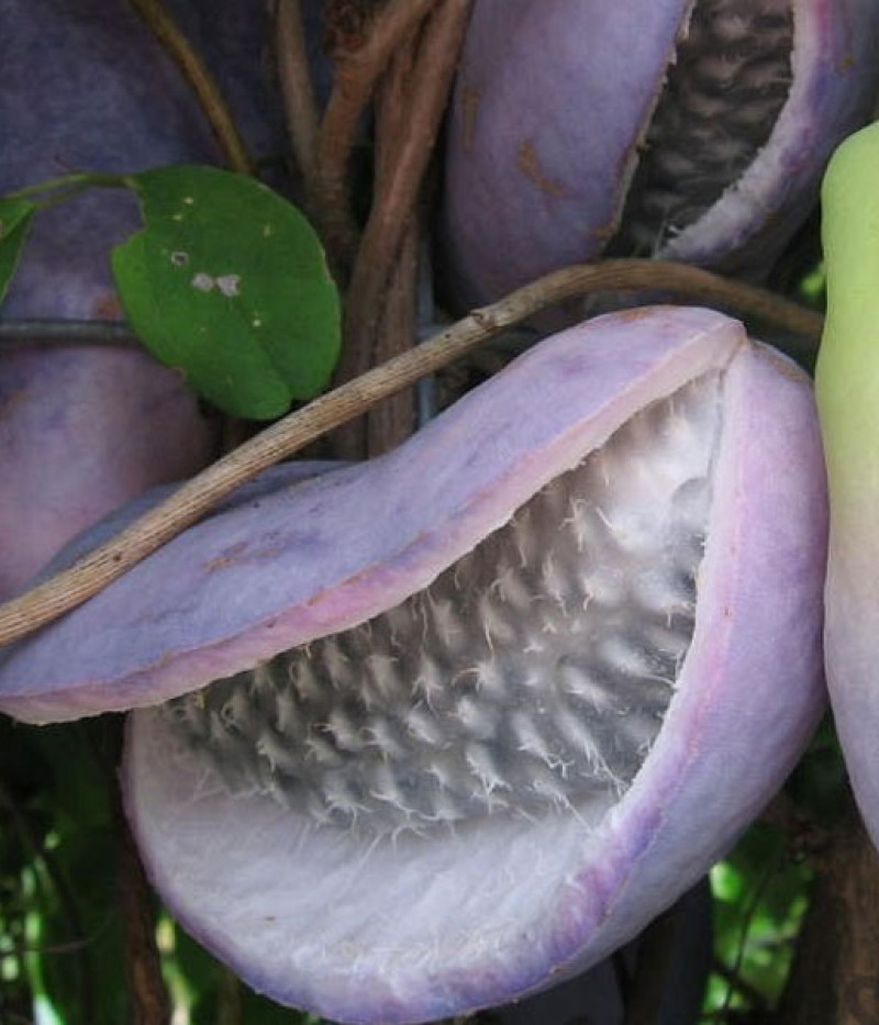 Akébia päťpočetná (Akebia quinata) VARIEGATA - Tutifruti SK