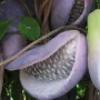 Akébia päťpočetná (Akebia quinata) VARIEGATA