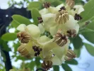 Akébia päťpočetná (Akebia quinata) ALBA - Tutifruti SK