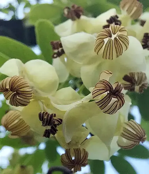 Akebia quinata ALBA