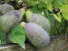 Akébia päťpočetná (Akebia quinata) - Tutifruti SK