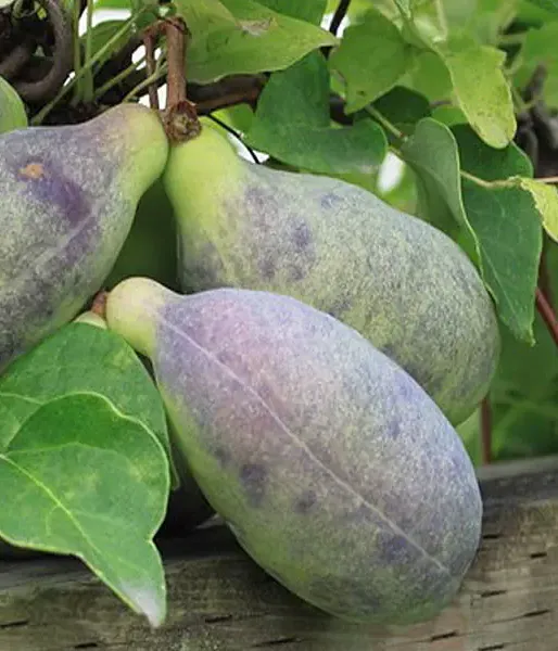 Akebia quinata 