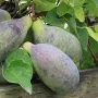 Akébia päťpočetná (Akebia quinata)